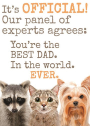 phot of faces of three animals raccoon cat small terrier dog